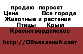 продаю  поросят  › Цена ­ 1 000 - Все города Животные и растения » Птицы   . Крым,Красногвардейское